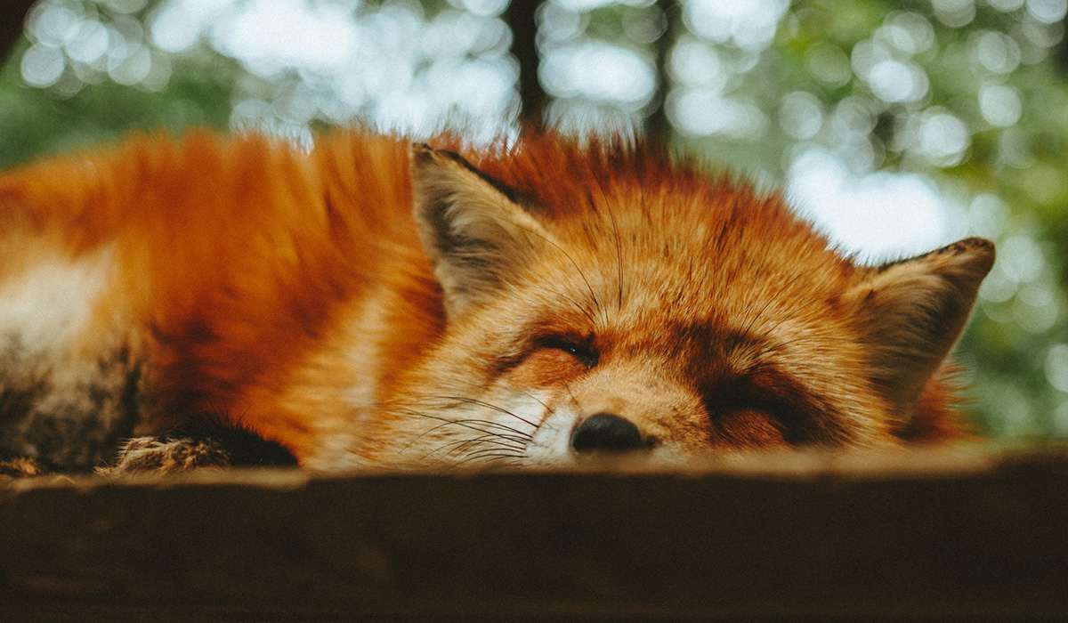 a fox picture