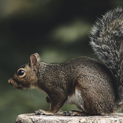 a squirrel small picture