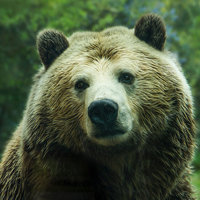 a bear small picture