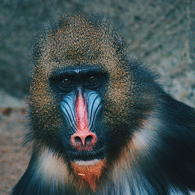 a baboon small picture