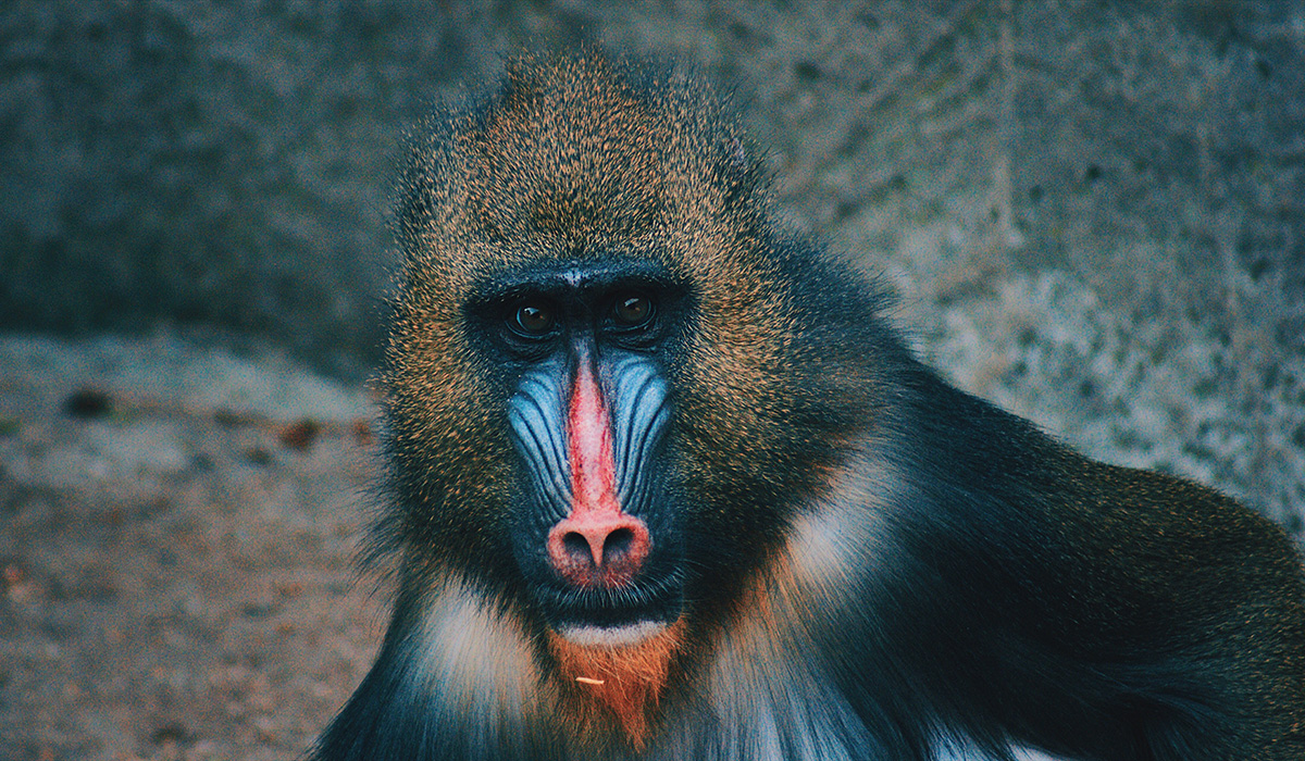 a baboon picture