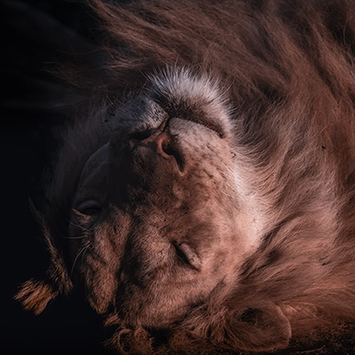 a lion small picture